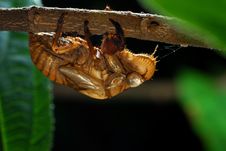 Cicada Molt Royalty Free Stock Images Cicada Molt Royalty Free Stock Images
