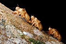 Cicada Molt Royalty Free Stock Photo