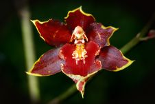 Orchid Stock Photography Orchid Stock Photography