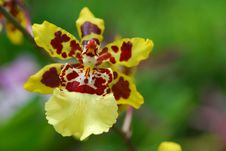 Orchid Royalty Free Stock Photos Orchid Royalty Free Stock Photos