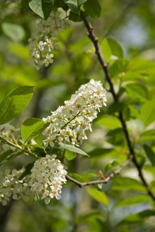 Bird Cherry Tree Royalty Free Stock Photo Bird Cherry Tree Royalty Free Stock Photo