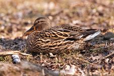 Mallard On Ground Stock Image