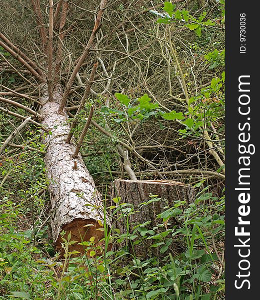 Chopped down tree left to attract wildlife in a British wood. Chopped down tree left to attract wildlife in a British wood.