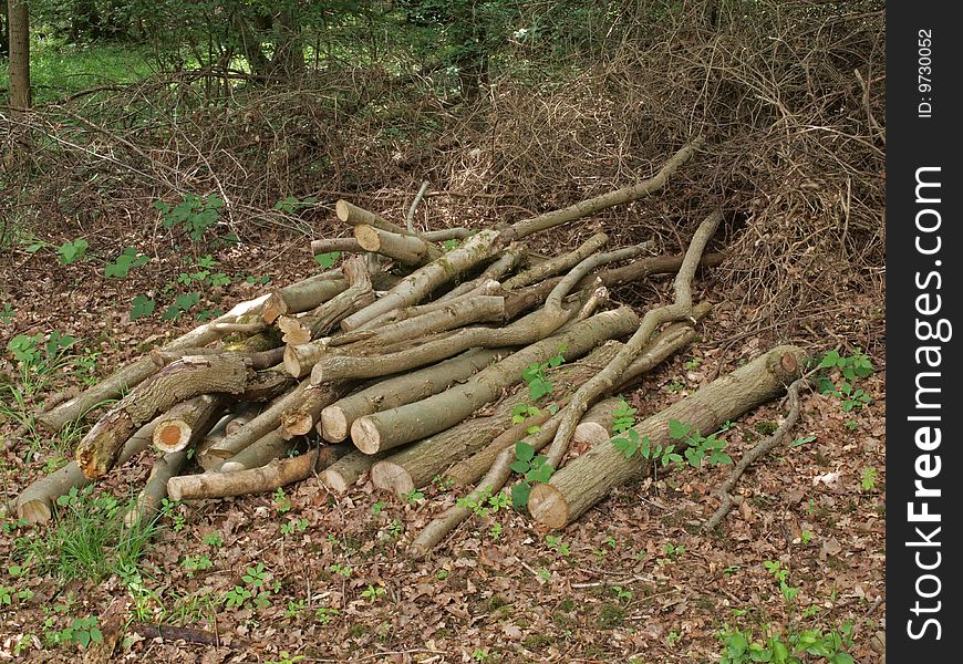 Pile of logs left to attract wildlife in a British wood. Pile of logs left to attract wildlife in a British wood.
