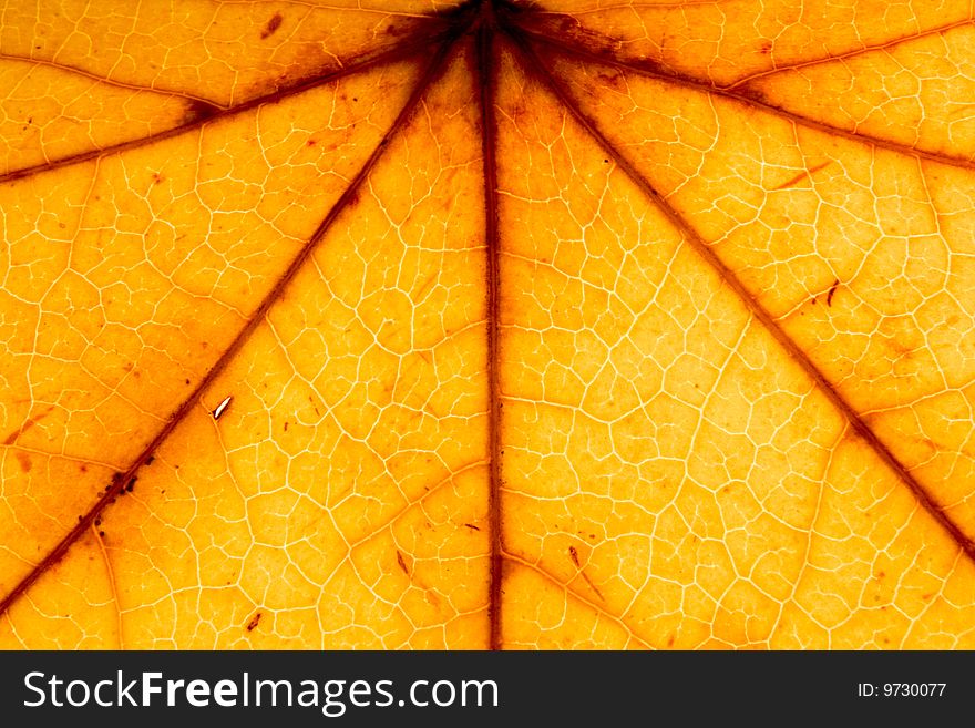 Texture of a yellow leaf close up