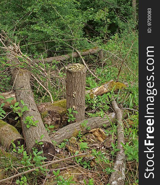 Pile of logs left to attract wildlife in a British wood. Pile of logs left to attract wildlife in a British wood.