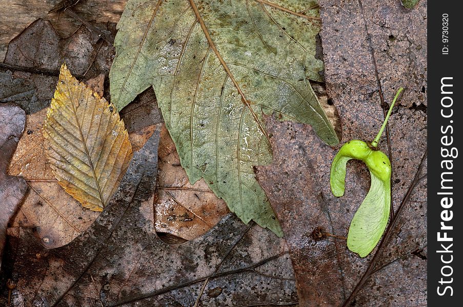 Spring leaves and seeds after a rain in Central Park