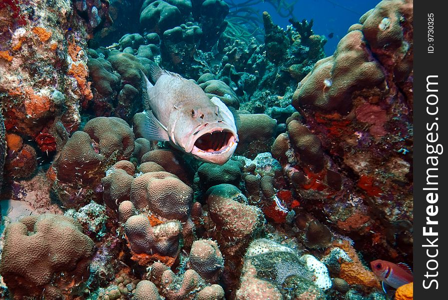 Tiger grouper being cleaned at cleaning station on coral reef in Bonaire