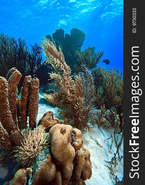 Coral reef scene in Caribbean with aneome in close up