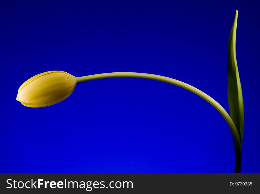 Yellow tulip with a blue background. Yellow tulip with a blue background