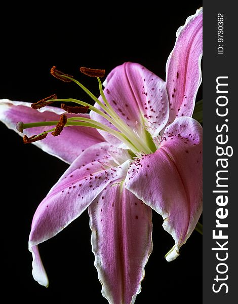 Close up of pink lily in studio setting with a black background