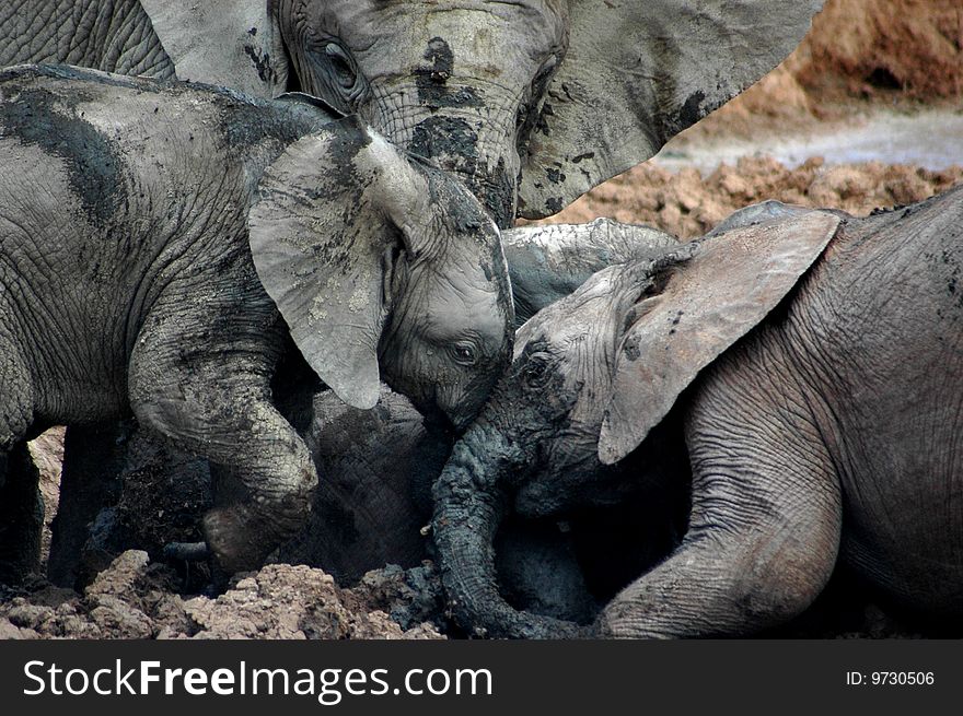 Herd of elephants in mud. Herd of elephants in mud