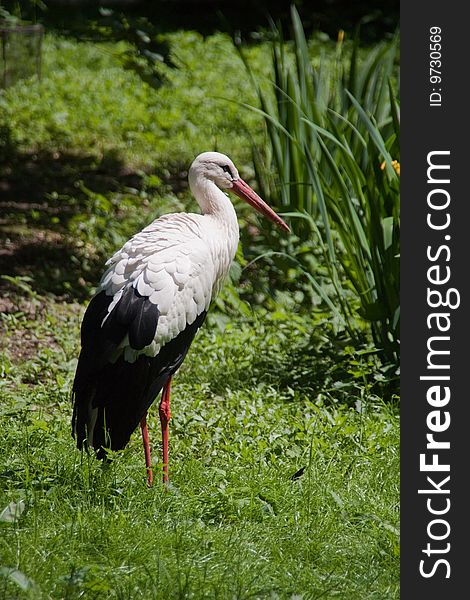 A stork on a meadow