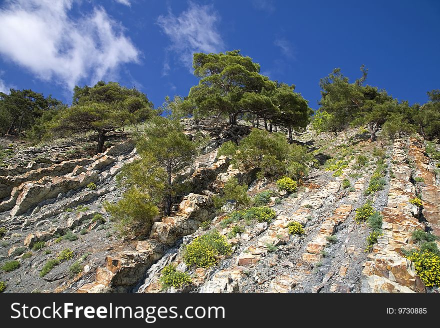 Pine trees growing on the stone slope. Pine trees growing on the stone slope