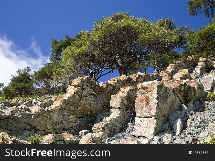 Pine tree growing on the stone slope. Pine tree growing on the stone slope