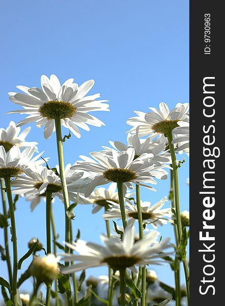 Daisy against blue sky background