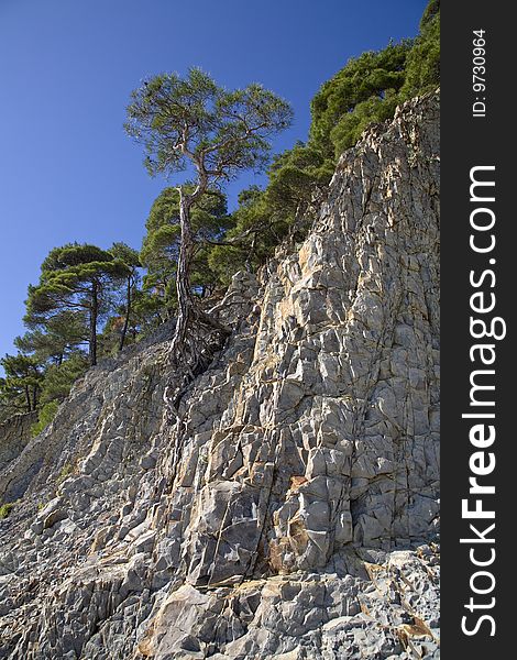 Pine tree growing on the stone slope. Pine tree growing on the stone slope