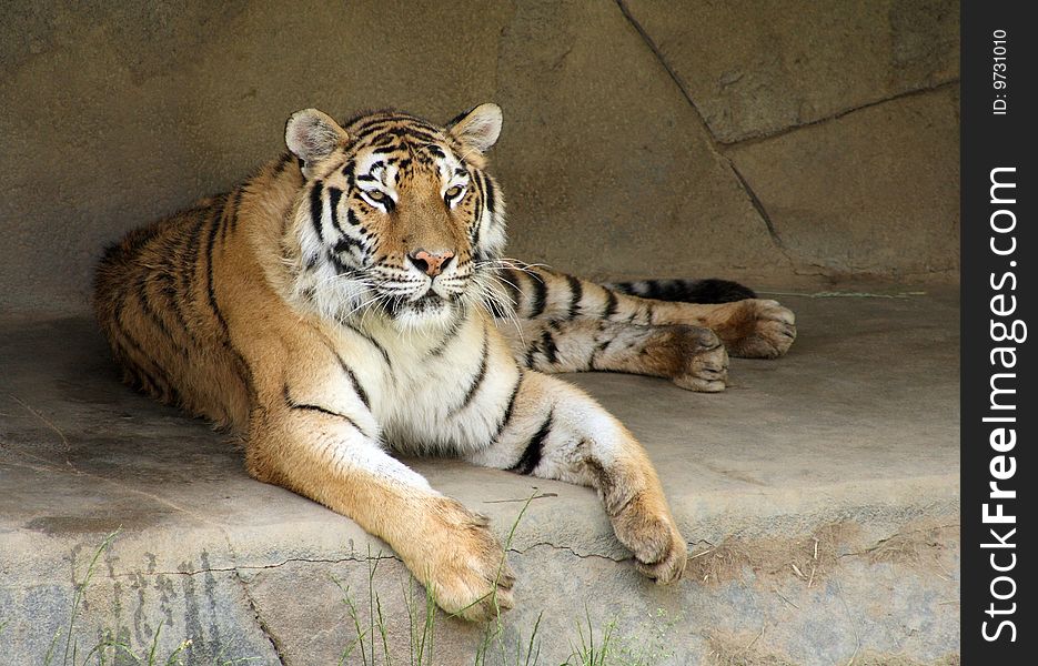 A beautiful tiger lounging in the shade in a cave