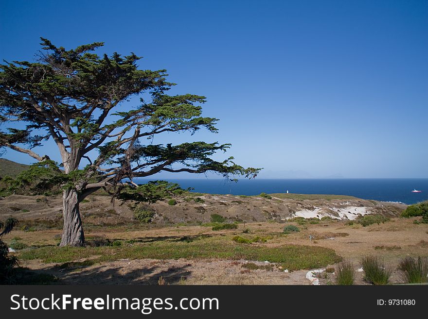 An african tree in fynbos landscape in front of the sea
