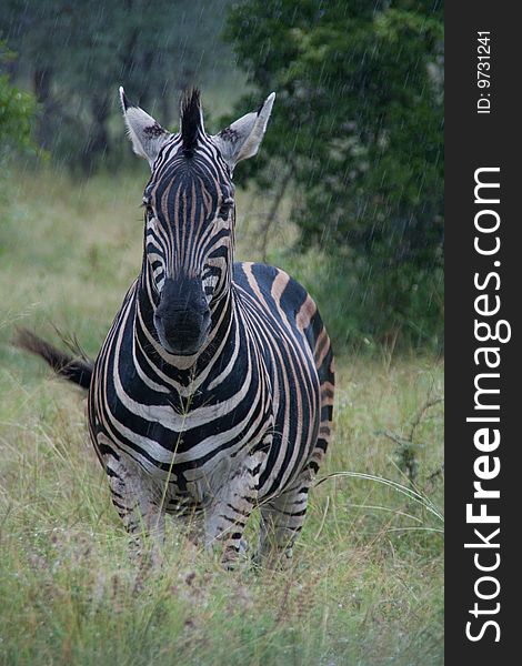 A zebra is standing in the rain in Kruger National Park. A zebra is standing in the rain in Kruger National Park