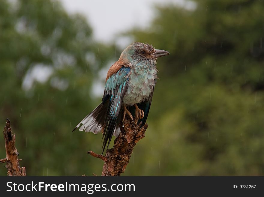 A wet bird in the rain sitting on a tree in Kruger National park