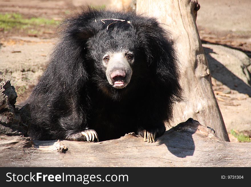 A frazzled looking black sloth bear