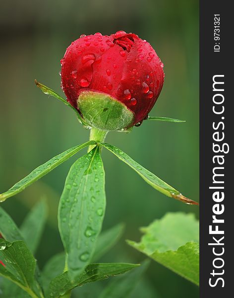 Peony bud with droplets of water