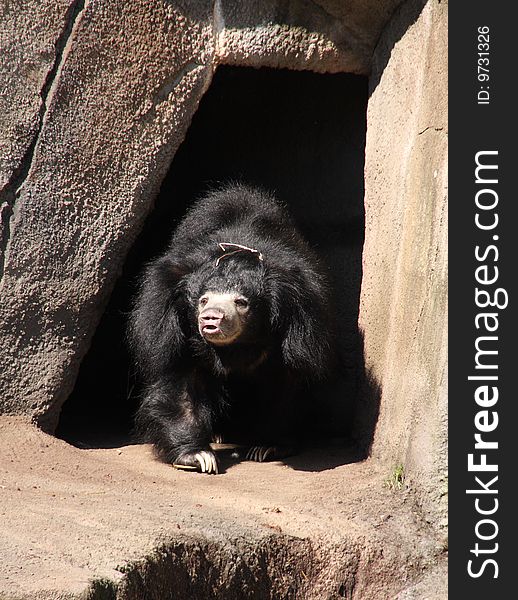 A frazzled looking black sloth bear
