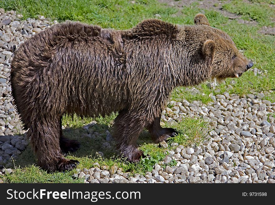 Brown bear. Latin name - Ursus arctos arctos. Brown bear. Latin name - Ursus arctos arctos
