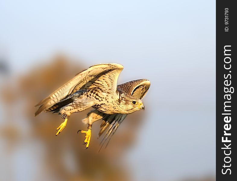 The falcon in the flight over the blue background