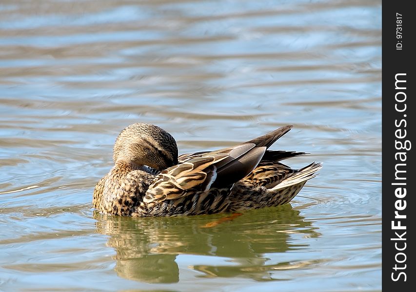 Wild duck washing over the blue water. Wild duck washing over the blue water