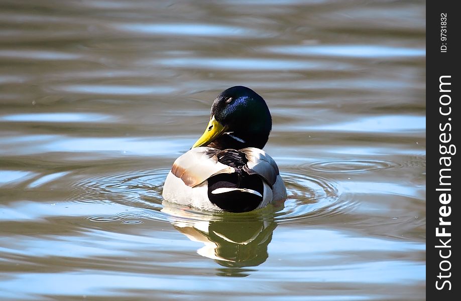 Wild duck over the blue water