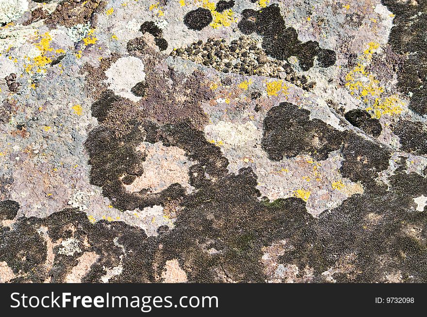 Moss and lichen on granite stone (unique biological reserves in Ukraine)