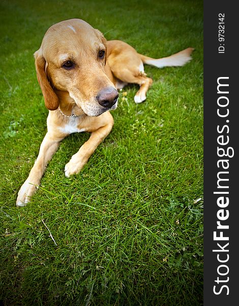 Dog lying on a meadow