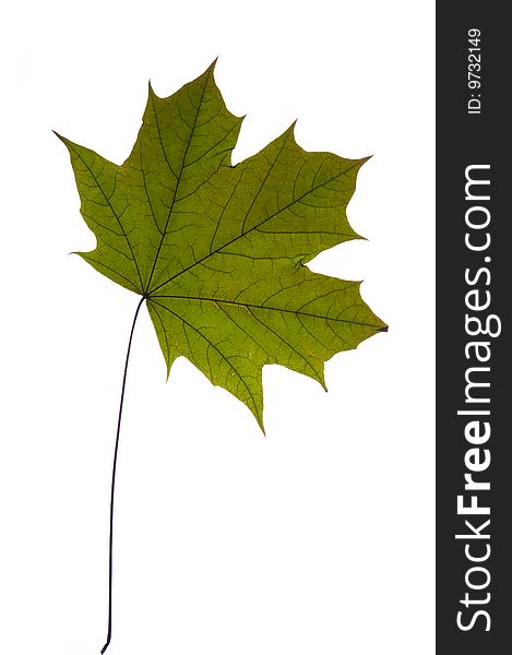 Dry green maple tree leaf on white