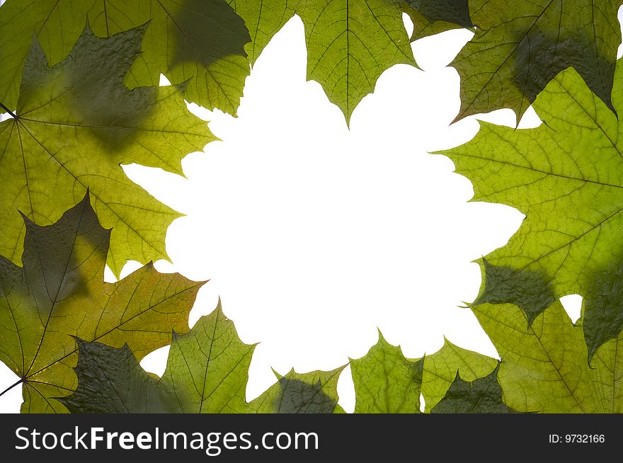 Dry green maple tree leaf on white