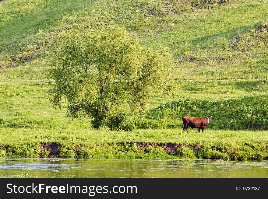 Rural landscape with a grazing cow