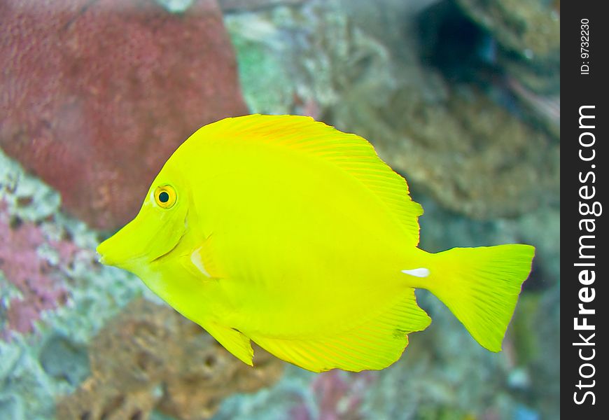 View of a yellow fish in an aquarium.