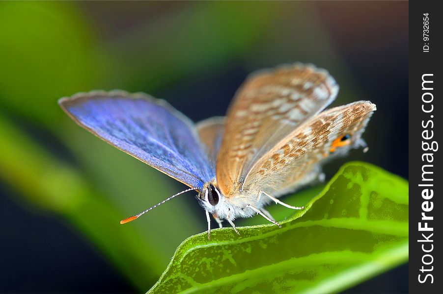 Little butterfly with purple wings and orange horn