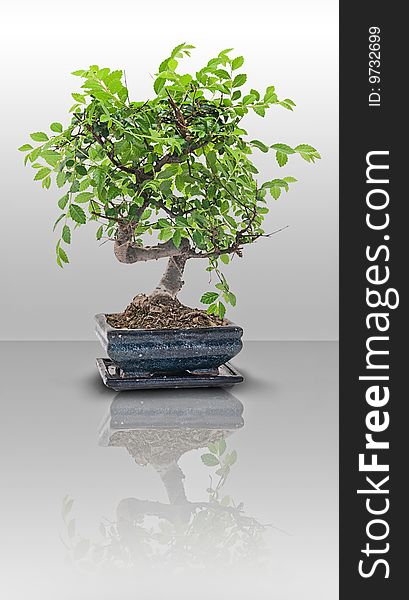 Bonsai japanese tree isolated on white background