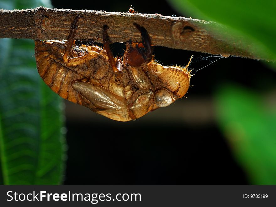 Cicada molt