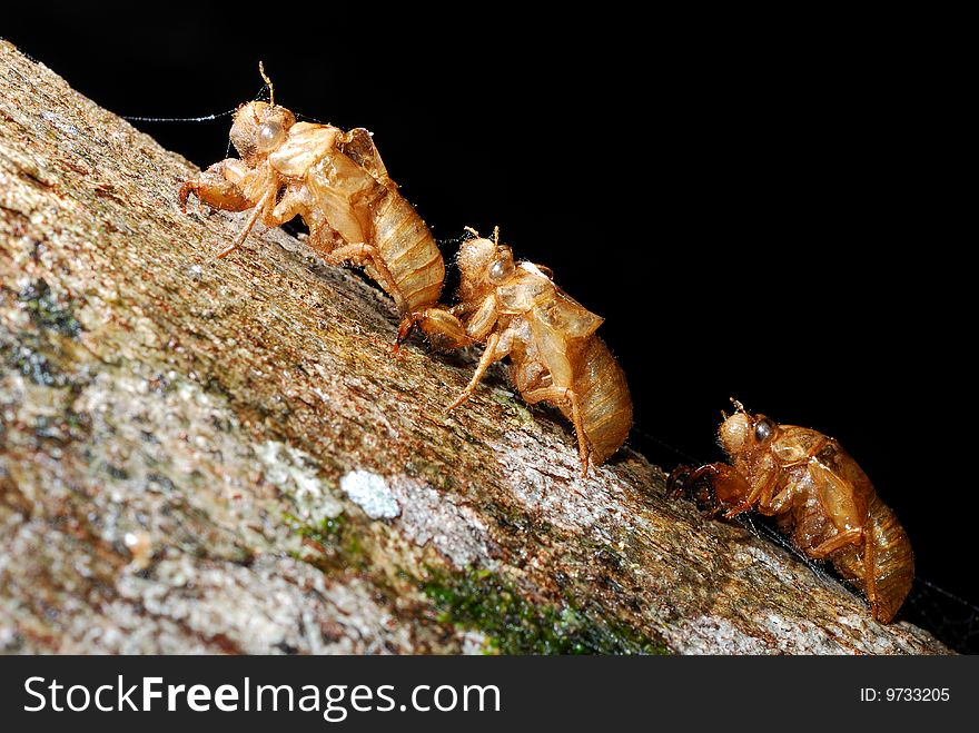 Cicada molt