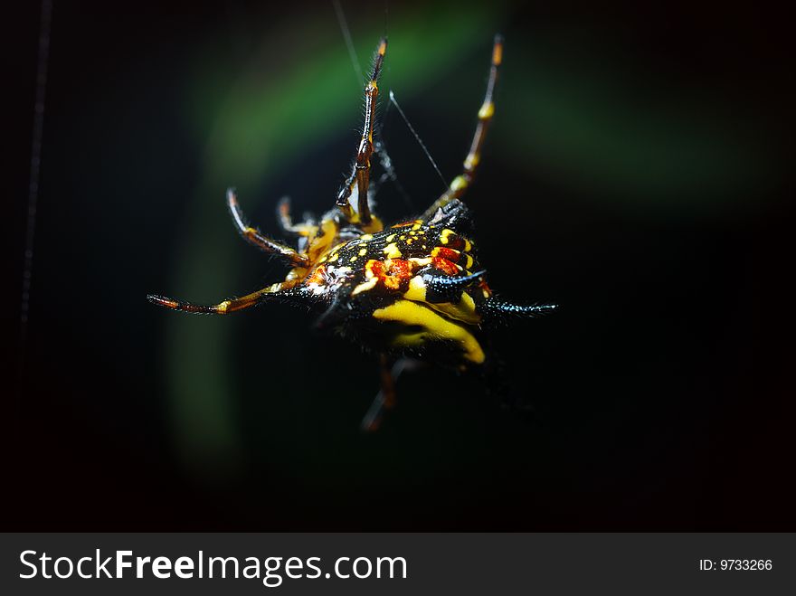 Close up of a spider int the forest