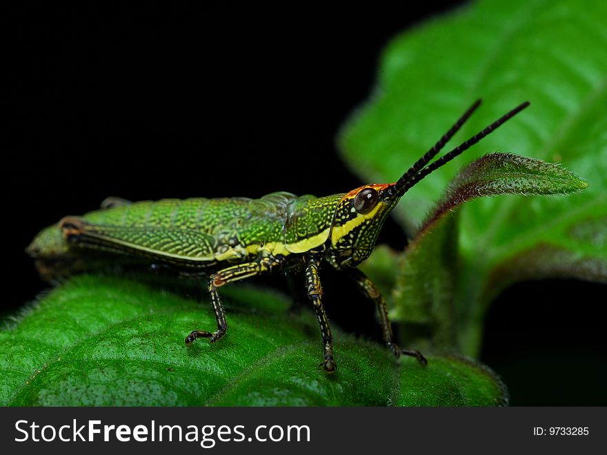 A grasshopper on the leaf and green grasshopper