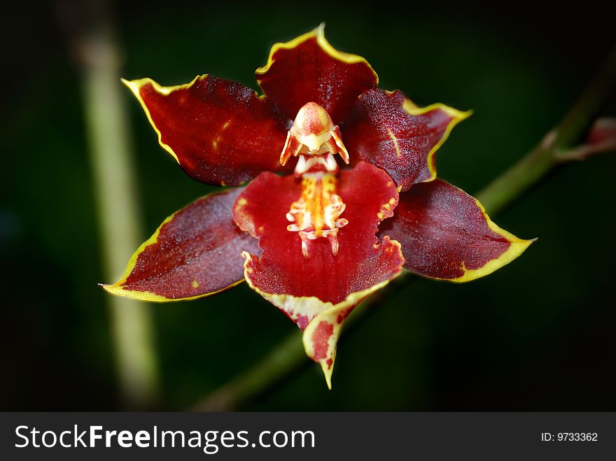 Orchid Flowers and red orchid