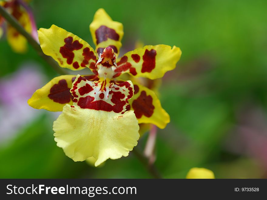 Orchid Flowers and yellow orchid