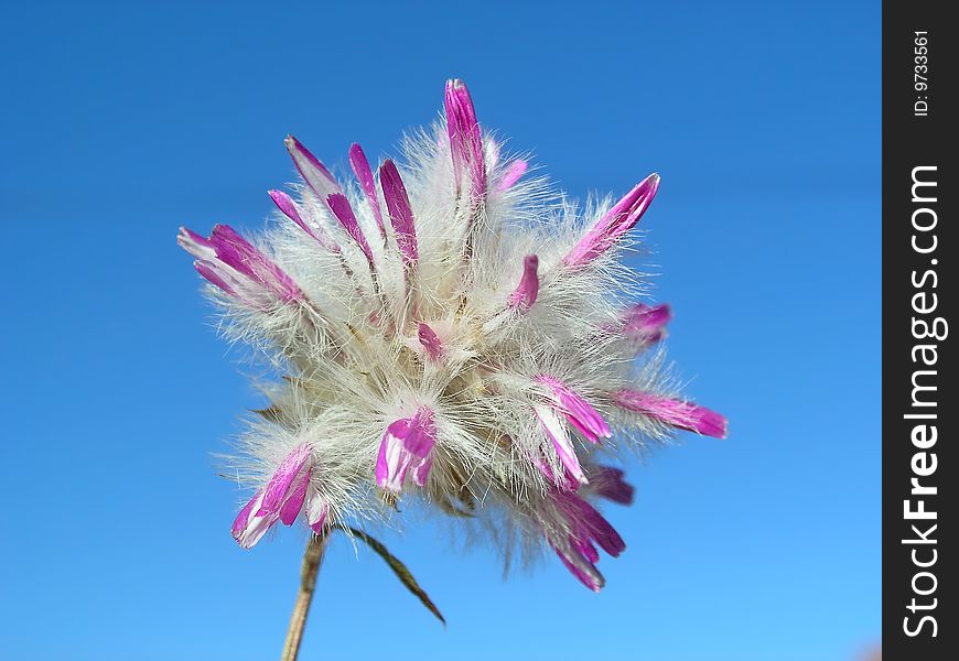 White and pink Australian wildflower against blue sky. Found at the side of the highway in South West Australia. White and pink Australian wildflower against blue sky. Found at the side of the highway in South West Australia.