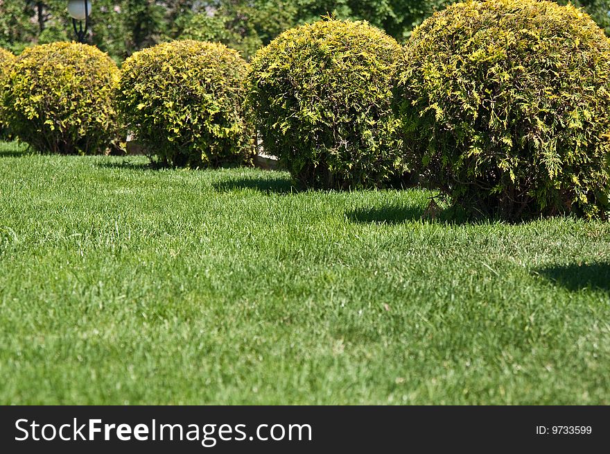 Cut bushes and grass in a garden