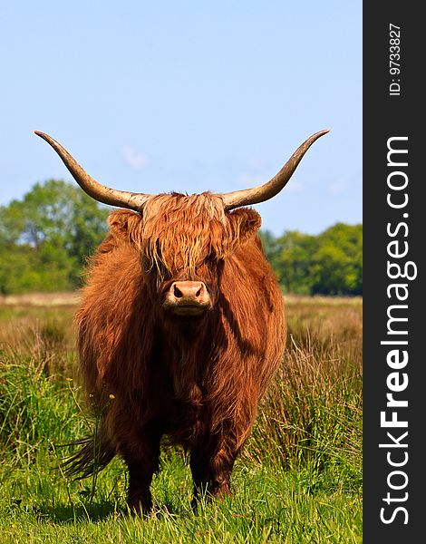 Highlander cow in a grassland
