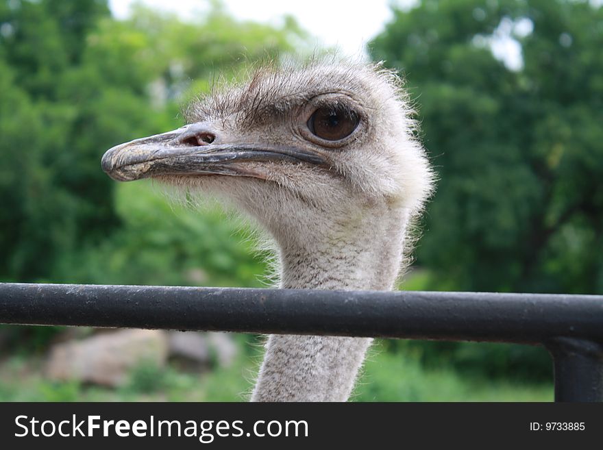 Bird portrait ostrich camel-bird speed. Bird portrait ostrich camel-bird speed
